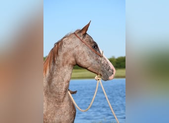 Appaloosa, Jument, 7 Ans, Rouan Rouge