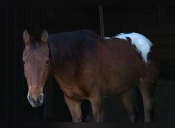 Appaloosa, Jument, 8 Ans, 137 cm, Bai cerise