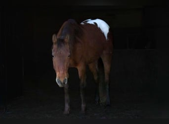 Appaloosa, Jument, 8 Ans, 137 cm, Bai cerise