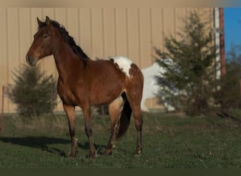 Appaloosa, Jument, 8 Ans, 137 cm, Bai cerise