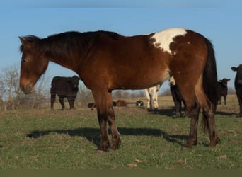 Appaloosa, Jument, 8 Ans, 137 cm, Bai cerise