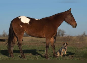 Appaloosa, Jument, 8 Ans, 137 cm, Bai cerise