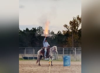 Appaloosa, Jument, 8 Ans, 140 cm, Léopard