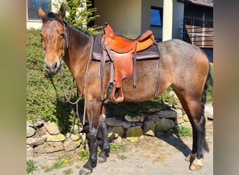 Appaloosa, Jument, 8 Ans, 150 cm, Bai