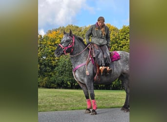 Appaloosa Croisé, Jument, 8 Ans, 154 cm, Léopard