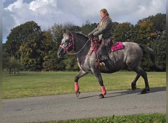 Appaloosa Croisé, Jument, 8 Ans, 154 cm, Léopard