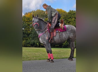 Appaloosa Croisé, Jument, 8 Ans, 154 cm, Léopard