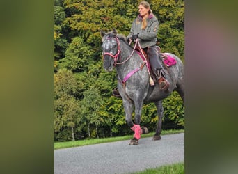 Appaloosa Croisé, Jument, 8 Ans, 154 cm, Léopard