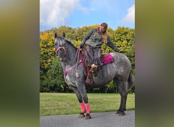 Appaloosa Croisé, Jument, 8 Ans, 154 cm, Léopard