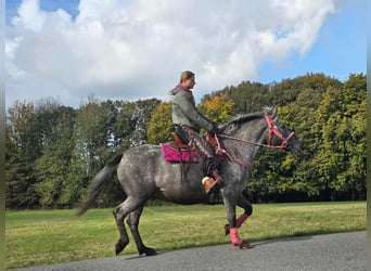 Appaloosa Croisé, Jument, 8 Ans, 154 cm, Léopard