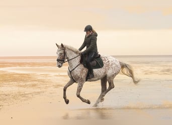 Appaloosa Croisé, Jument, 8 Ans, 168 cm, Léopard