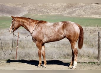 Appaloosa, Jument, 8 Ans, Rouan Rouge