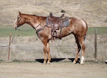 Appaloosa, Jument, 8 Ans, Rouan Rouge