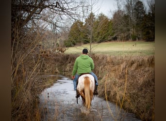 Appaloosa, Jument, 9 Ans, 142 cm, Bai