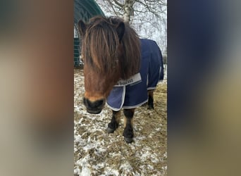 Appaloosa, Jument, 9 Ans, 85 cm, Bai