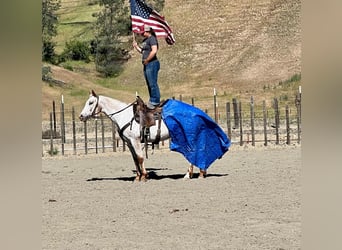 Appaloosa, Jument, 9 Ans, Rouan Rouge