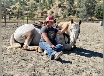 Appaloosa, Jument, 9 Ans, Rouan Rouge