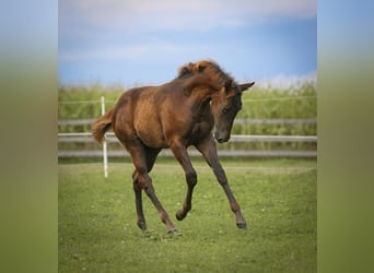 Appaloosa, Jument, Poulain (05/2024), 154 cm, Alezan brûlé