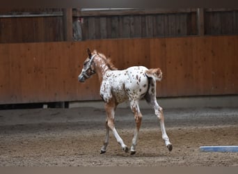 Appaloosa, Jument, Poulain (04/2026), 155 cm, Alezan brûlé