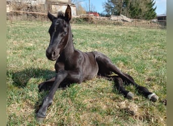 Appaloosa, Jument, , 155 cm, Bai brun foncé