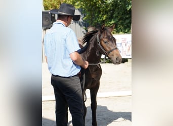 Appaloosa, Jument, Poulain (04/2024), 155 cm, Bai