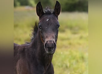 Appaloosa, Jument, Poulain (04/2024), 155 cm, Bai