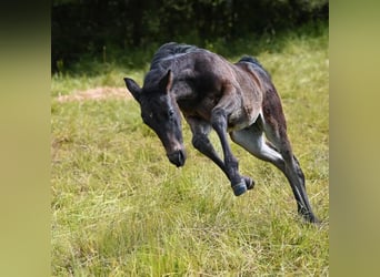 Appaloosa, Jument, Poulain (04/2024), 155 cm, Bai