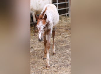 Appaloosa Croisé, Jument, Poulain (05/2024), 155 cm, Léopard