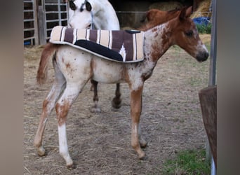 Appaloosa Croisé, Jument, Poulain (05/2024), 155 cm, Léopard