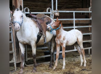 Appaloosa Croisé, Jument, Poulain (05/2024), 155 cm, Léopard