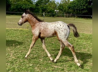 Appaloosa, Jument, Poulain (05/2024), 155 cm, Overo-toutes couleurs