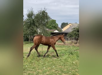 Appaloosa, Jument, Poulain (04/2024), 155 cm, Roan-Bay