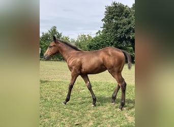 Appaloosa, Jument, Poulain (04/2024), 155 cm, Roan-Bay