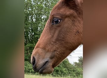 Appaloosa, Jument, Poulain (04/2024), 155 cm, Roan-Bay