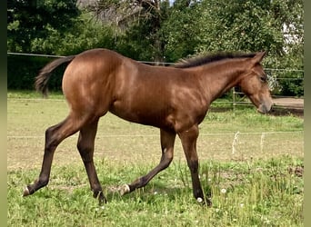 Appaloosa, Jument, Poulain (04/2024), 155 cm, Roan-Bay