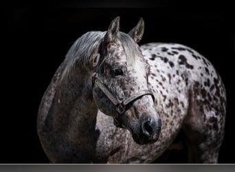 Appaloosa, Jument, Poulain (04/2024), 155 cm, Roan-Bay