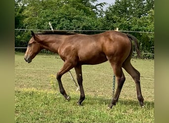 Appaloosa, Jument, Poulain (04/2024), 155 cm, Roan-Bay