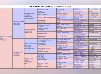 Appaloosa, Jument, Poulain (04/2024), 155 cm, Roan-Bay