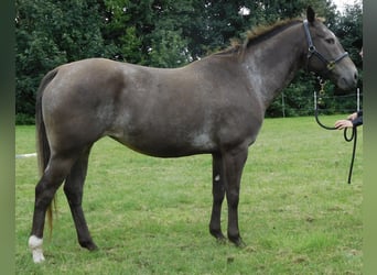 Appaloosa, Jument, Poulain (04/2024), 155 cm, Roan-Bay