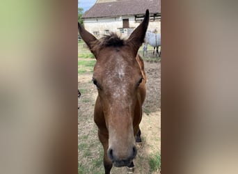 Appaloosa, Jument, Poulain (04/2024), 155 cm, Roan-Bay