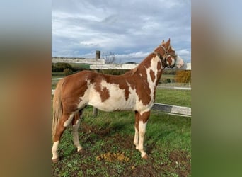 Appaloosa Croisé, Jument, Poulain (05/2024), 156 cm, Alezan