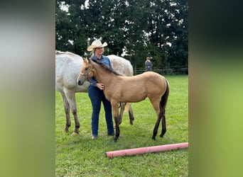 Appaloosa, Jument, Poulain (04/2025), 156 cm, Buckskin