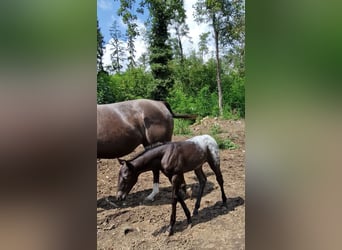 Appaloosa, Jument, Poulain (07/2024), 156 cm, Noir