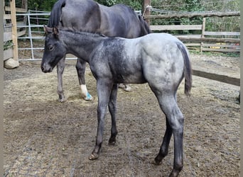 Appaloosa, Jument, Poulain (07/2024), 156 cm, Noir