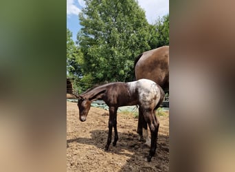 Appaloosa, Jument, Poulain (07/2024), 156 cm, Noir