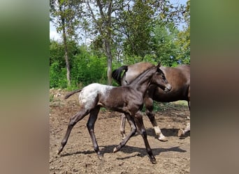 Appaloosa, Jument, Poulain (07/2024), 156 cm, Noir