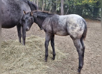 Appaloosa, Jument, Poulain (07/2024), 156 cm, Noir