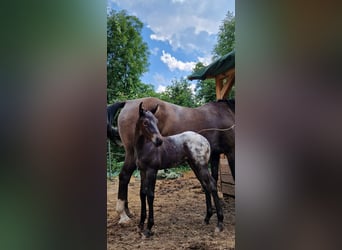 Appaloosa, Jument, Poulain (07/2024), 156 cm, Noir