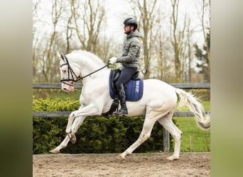 Appaloosa Croisé, Jument, Poulain (07/2023), 165 cm, Isabelle