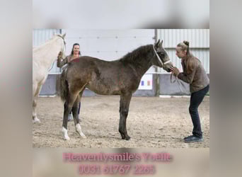 Appaloosa Croisé, Jument, Poulain (07/2023), 165 cm, Isabelle
